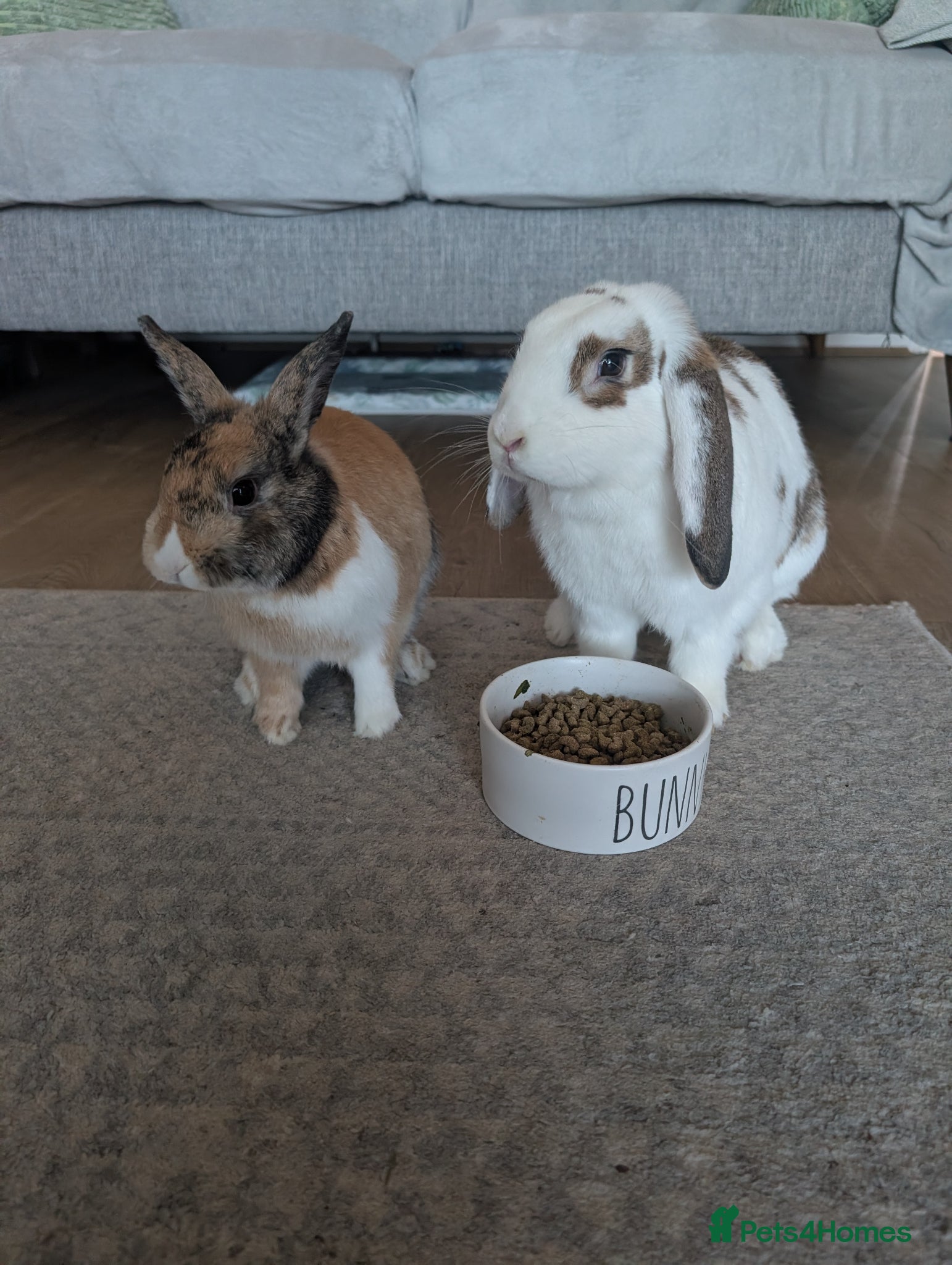 Mixed Breed rabbits Bonded pair  - Advert 3