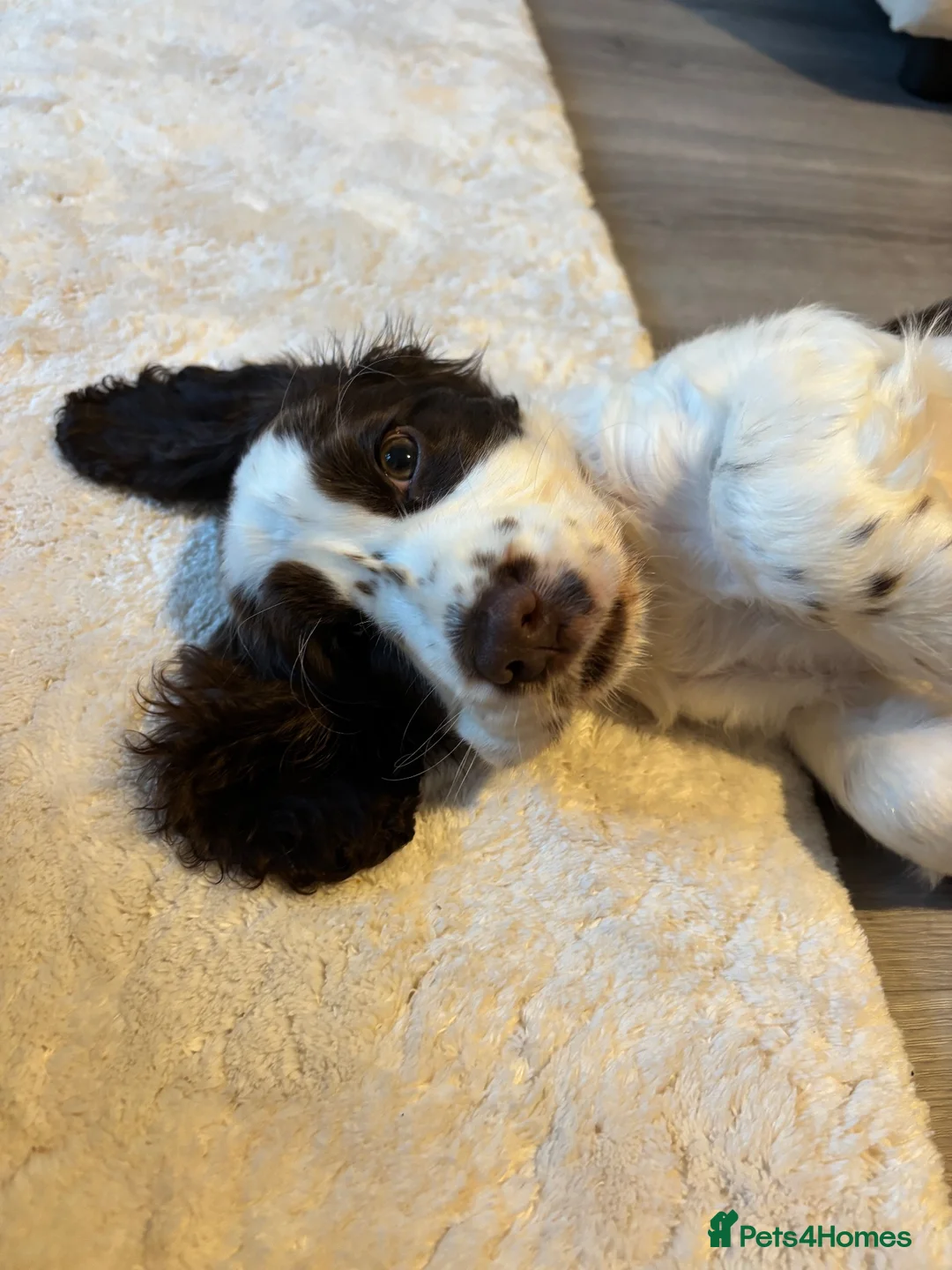Cocker Spaniel dogs for sale: Show Type Cocker Spaniel in Bridgwater - Advert 8