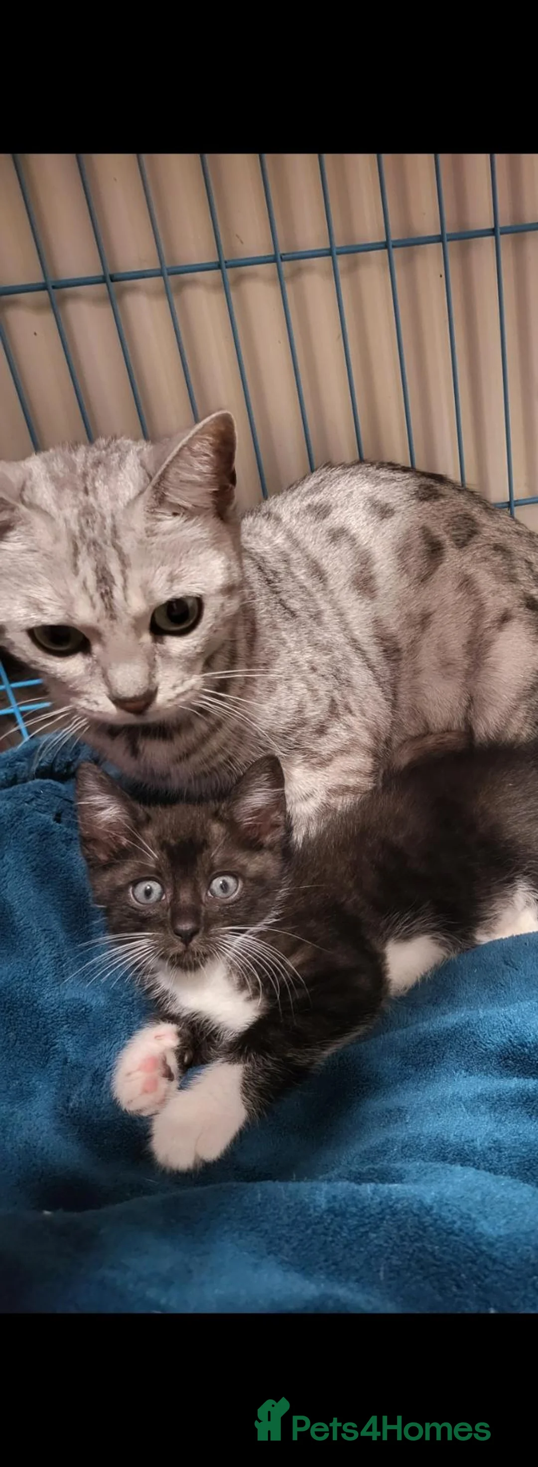 Bengal cats for sale: Bengal × Nebelung in Camborne - Advert 1