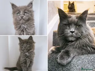 Maine Coon cats 2 left - DNA health tested blue maine coon kittens - Advert 1