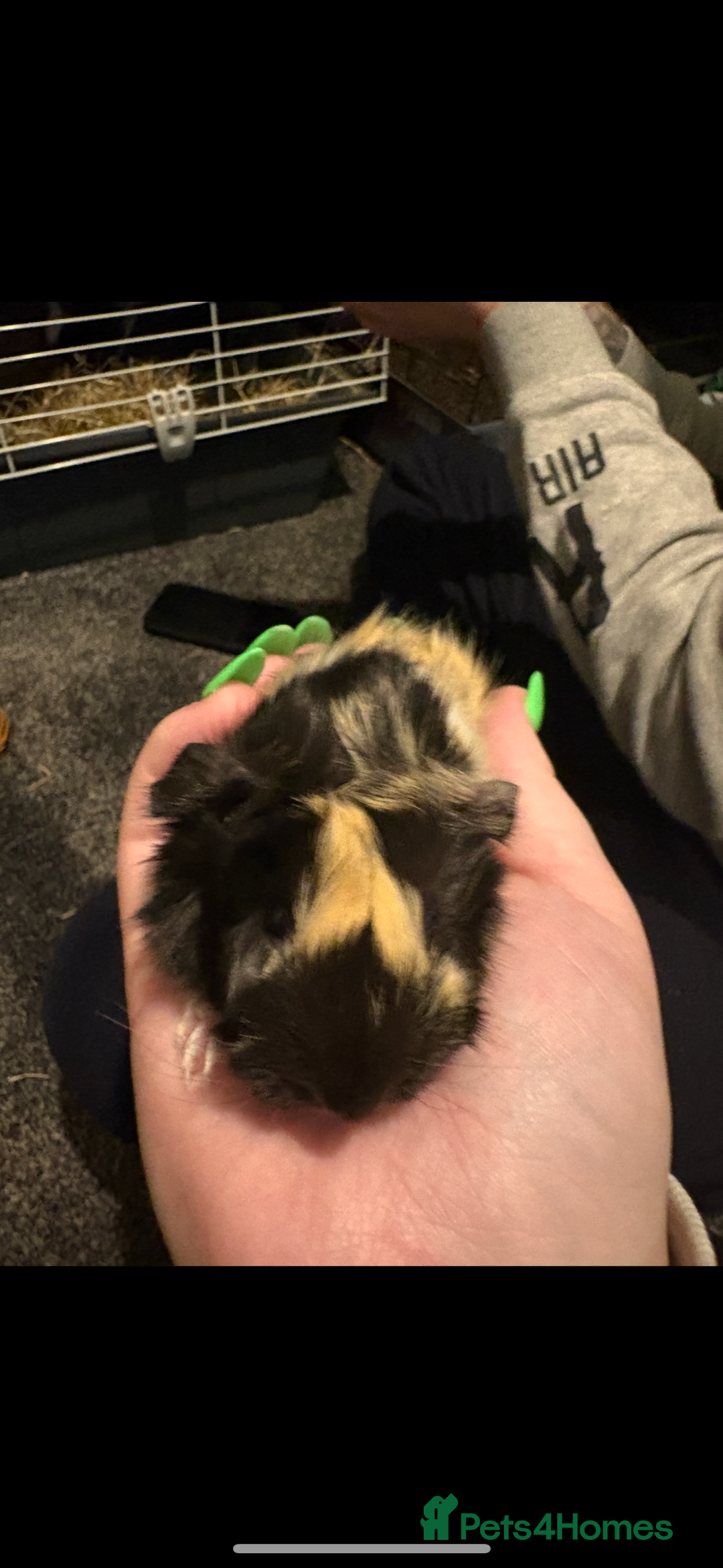 Guinea Pig rodents for sale: 2 guinea pigs - Advert 7