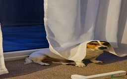 Jack Russell dogs for stud: Stud  - Image 5