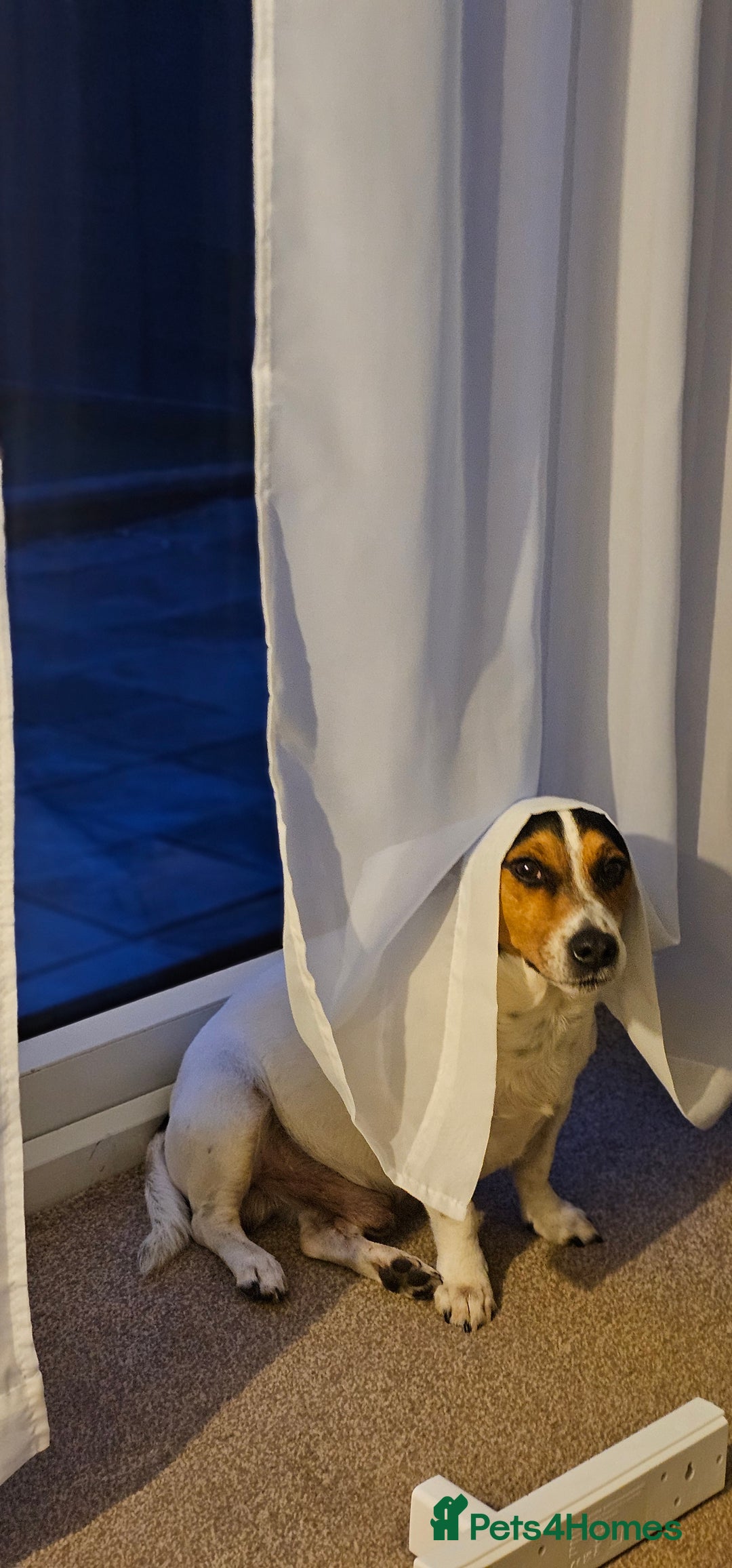 Jack Russell dogs for stud: Stud  - Image 5