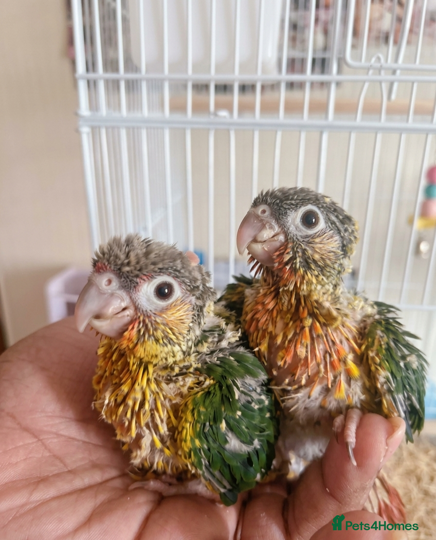 Conures birds Silly Hand-tamed Conure for sale - Advert 2