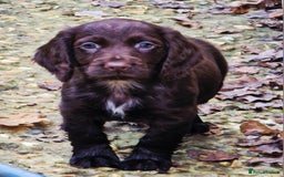 Cocker Spaniel dogs for sale: Cocker Spaniel Puppies  - Advert 4