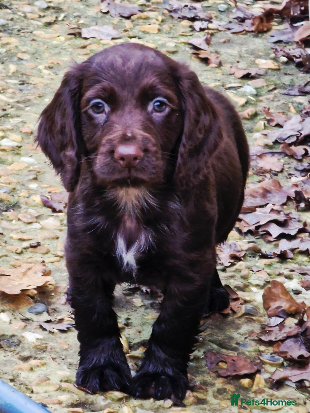 Cocker Spaniel dogs for sale: Cocker Spaniel Puppies  - Advert 4