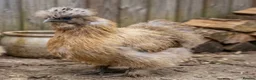 Chickens poultry for sale: 🐥💕 Beautiful Silkies, Mum & 8 Chicks for Sale in Twickenham - Advert 5