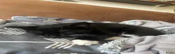 British Shorthair cats for sale: 2 Kittens, tuxedo and black cat (description) in Cirencester - Advert 7