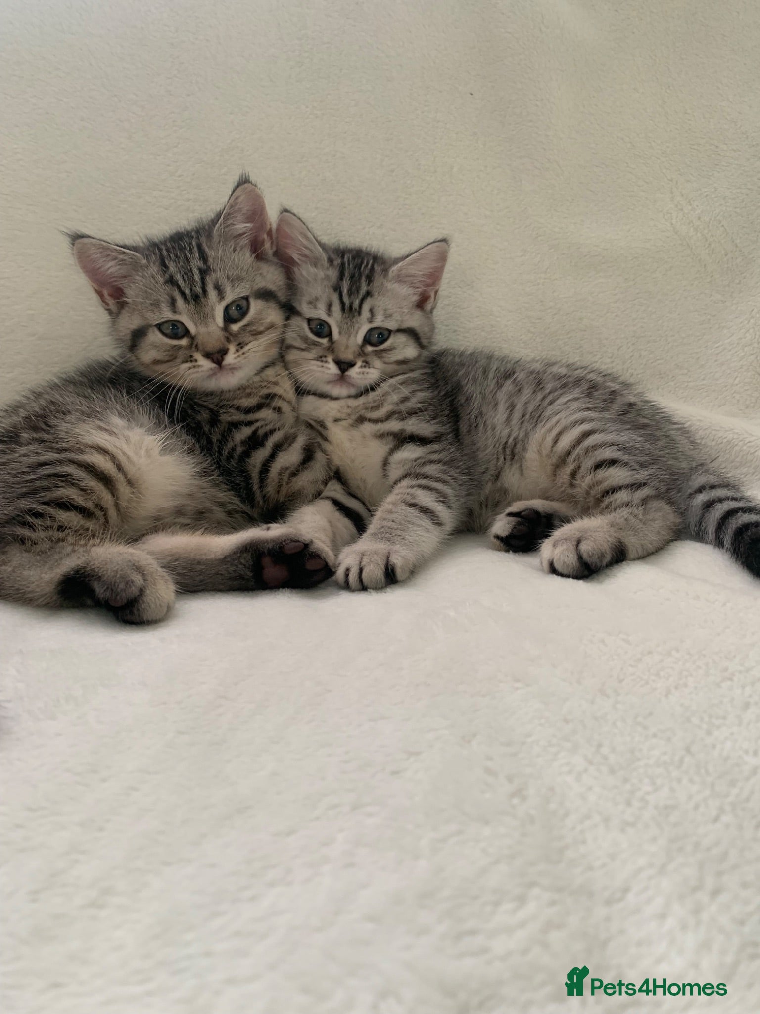 British Shorthair cats Beautiful silver spotted  tabbies - Advert 1