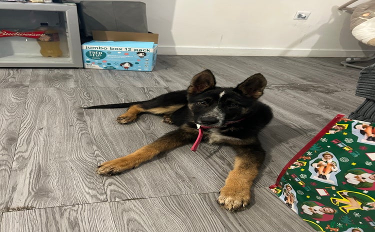 Mixed Breed dogs - Advert 11