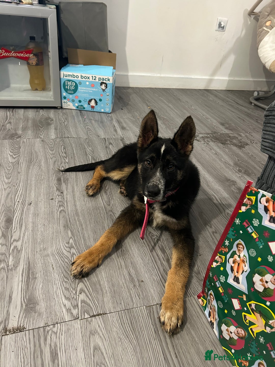 Mixed Breed dogs for sale: Poppy - Image 1