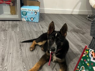 Mixed Breed dogs - Advert 5