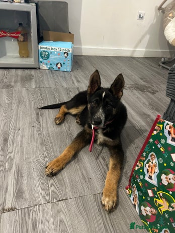 Mixed Breed dogs - Advert 3