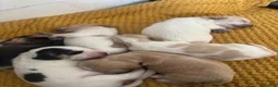 Cocker Spaniel dogs for sale: Working cocker spaniels  in Leicester - Advert 4