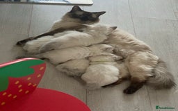 Ragdoll cats for sale: Lovely Ragdoll looking for lovely family - Advert 13