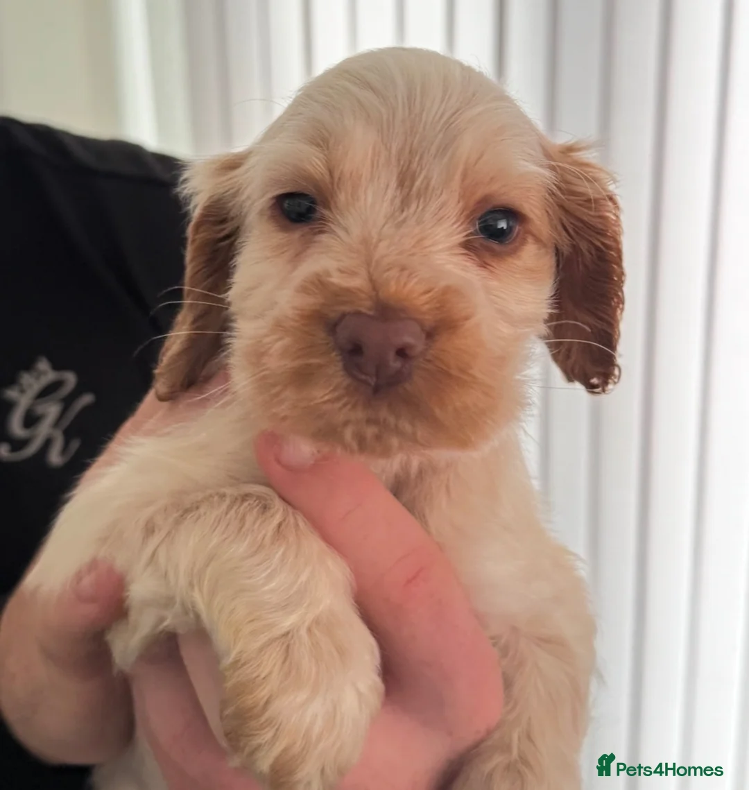 Cocker Spaniel dogs for sale: Adorable Show cockers - Advert 11