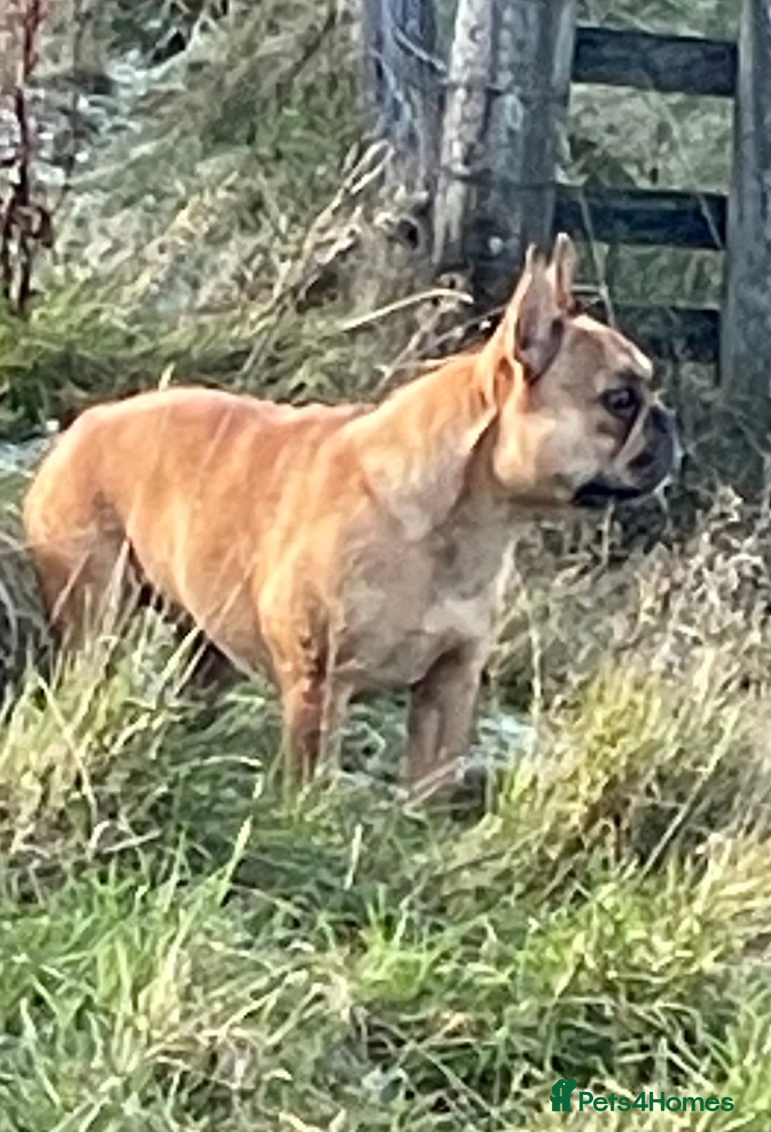 French Bulldog dogs for sale: KC REGISTERED HEALTH TESTED FRENCH BULLDOG  - Advert 5