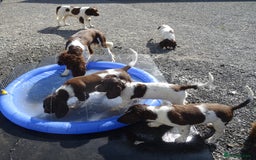 English Springer Spaniel dogs for sale: English Springer Spaniel Puppy 2 - English Springer Spaniel Puppies - Image 14
