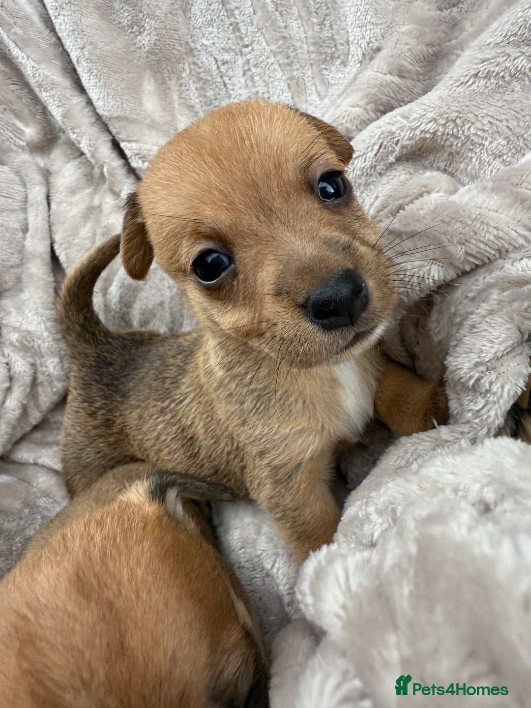 Jack Russell dogs for sale: Beautiful litter of jack Russell puppies  - Image 14