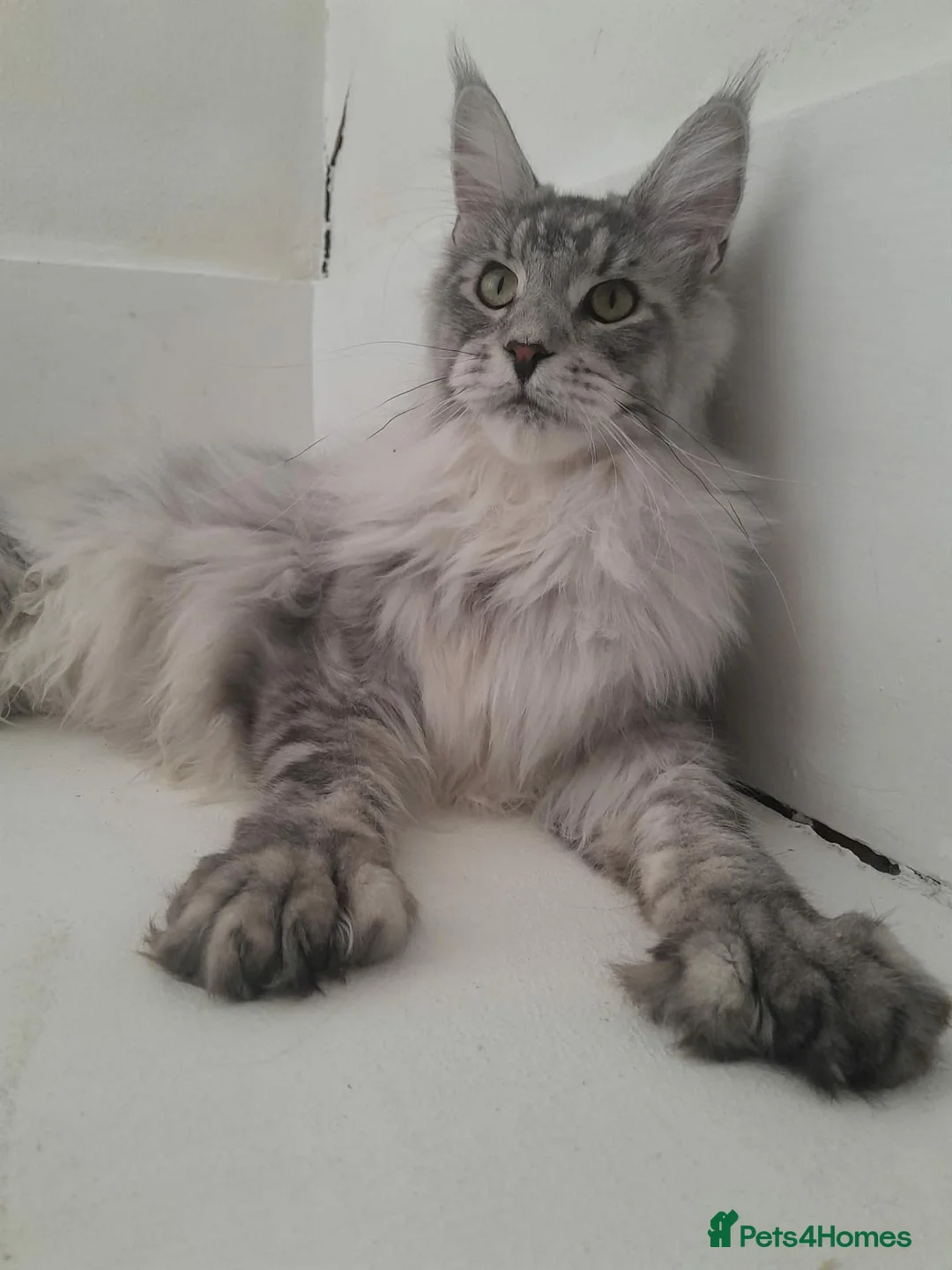 Maine Coon cats for sale: black silver ticked ns25 polydactyl - Advert 16