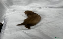 Ferret rodents for sale: Baby Ferrets - Image 19
