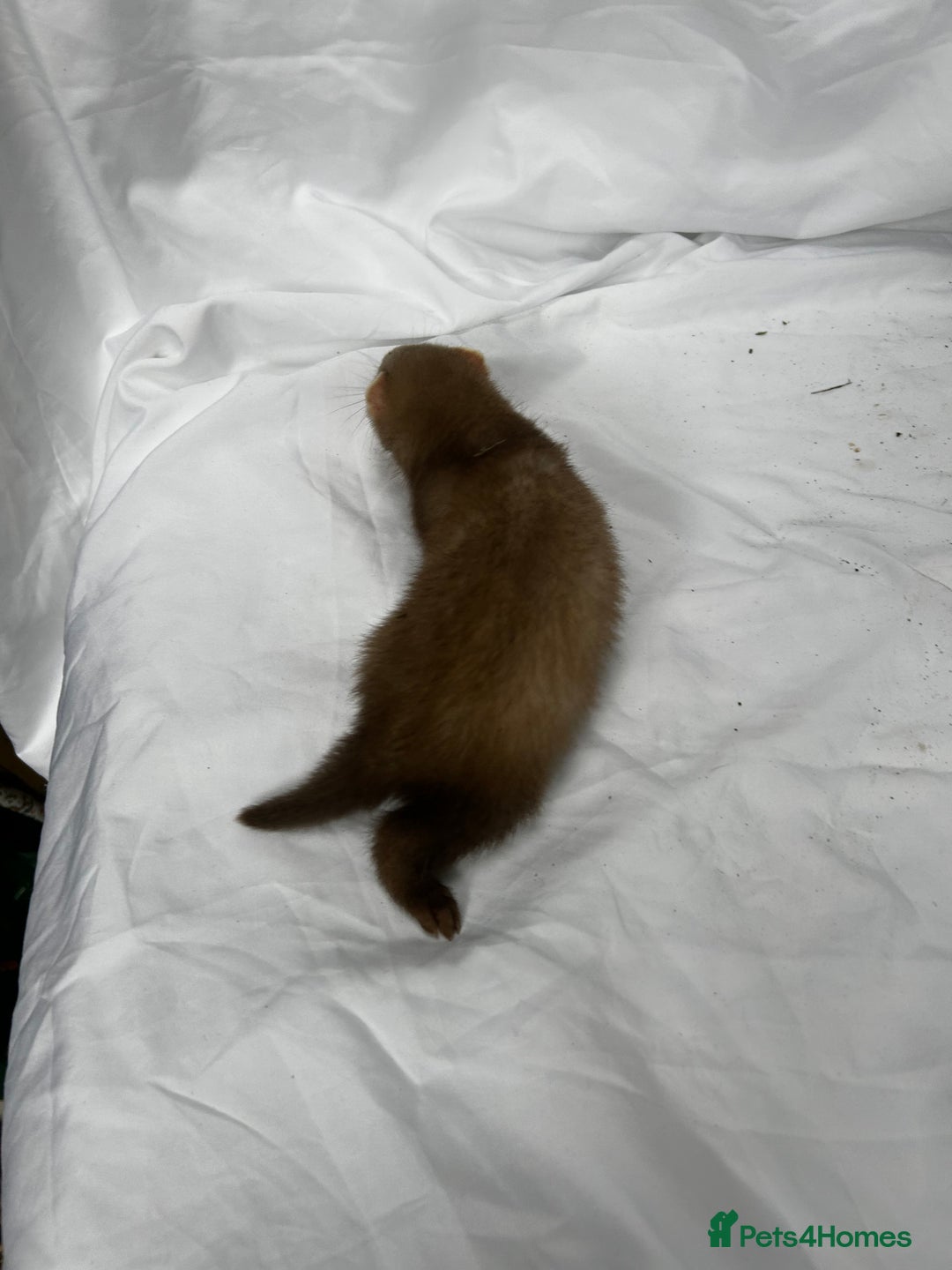 Ferret rodents for sale: Baby Ferrets - Image 19