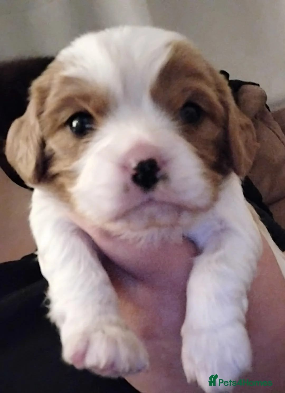 Cavalier King Charles Spaniel dogs for sale: King charles cavalier puppies - Advert 13