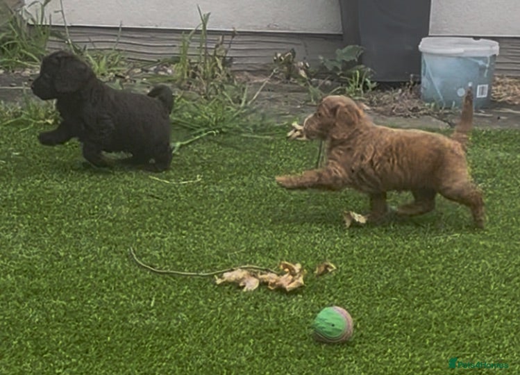 Cockapoo dogs F1 cockapoo puppies  - Advert 1