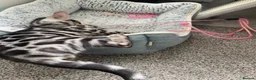 Bengal cats for sale: LAST THREE Ready now GCCF REGISTERED  - Advert 4