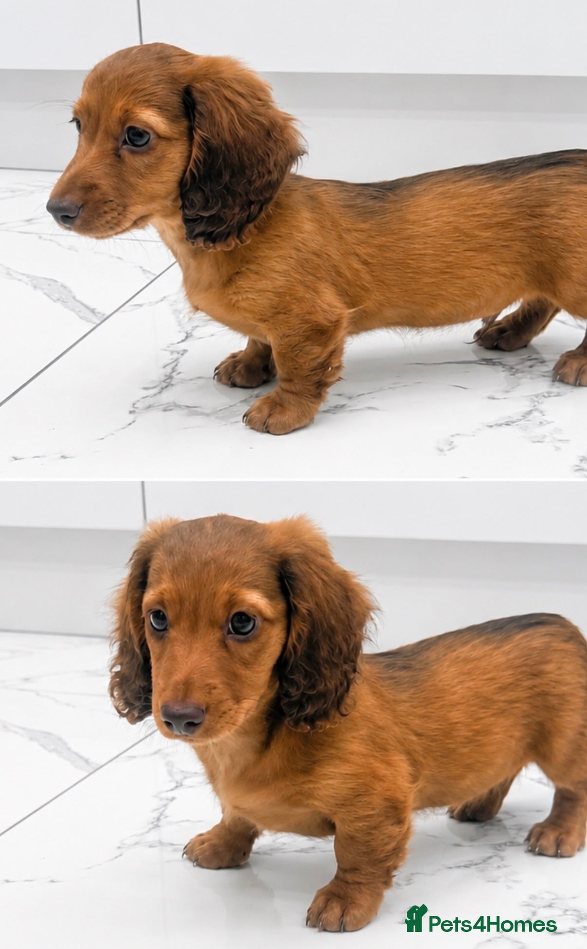 Miniature Dachshund dogs KC Longhaired Mini Dachshund puppies - Advert 1
