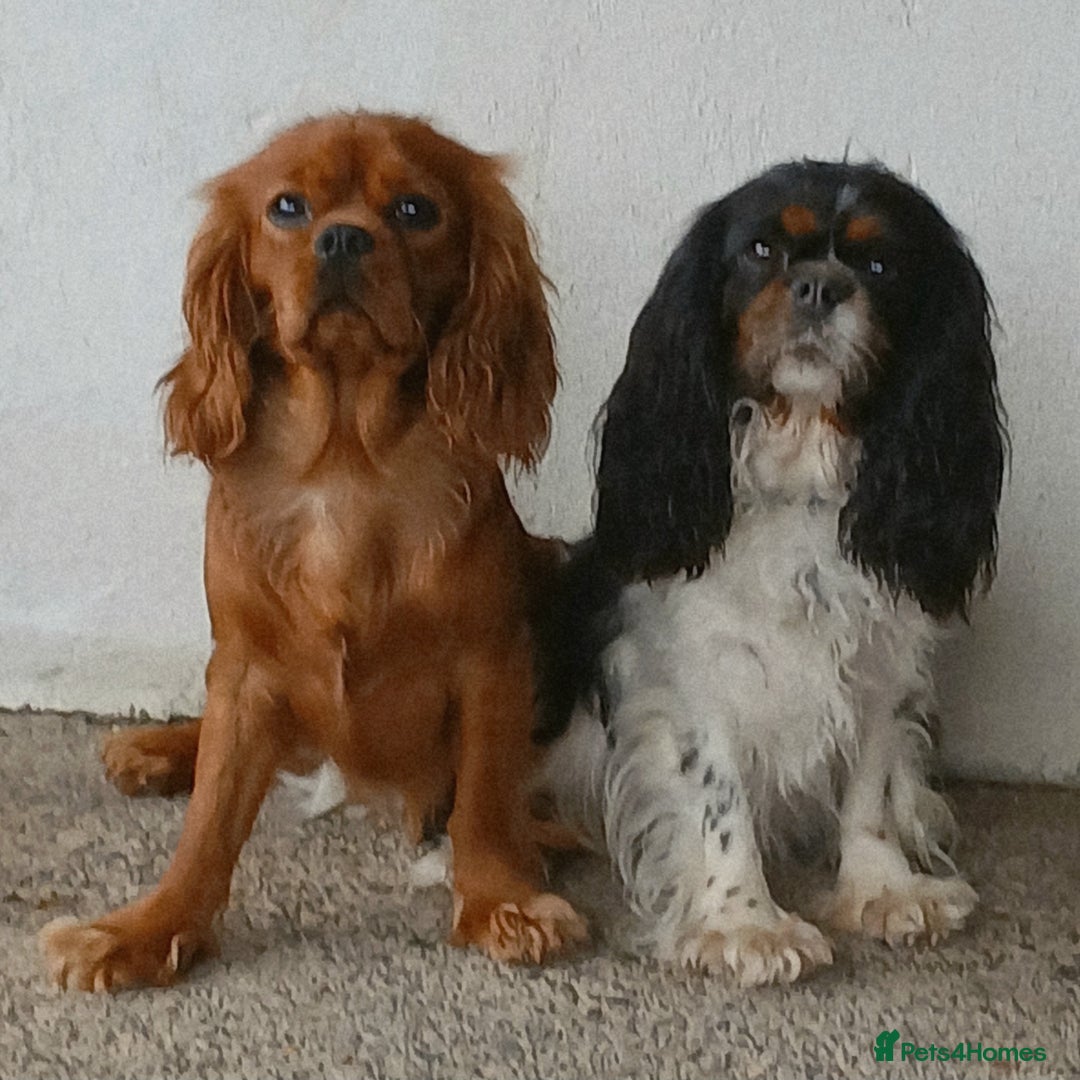 Cavalier King Charles Spaniel dogs for stud: Cavalier KC reg health tested proven stud  - Image 2