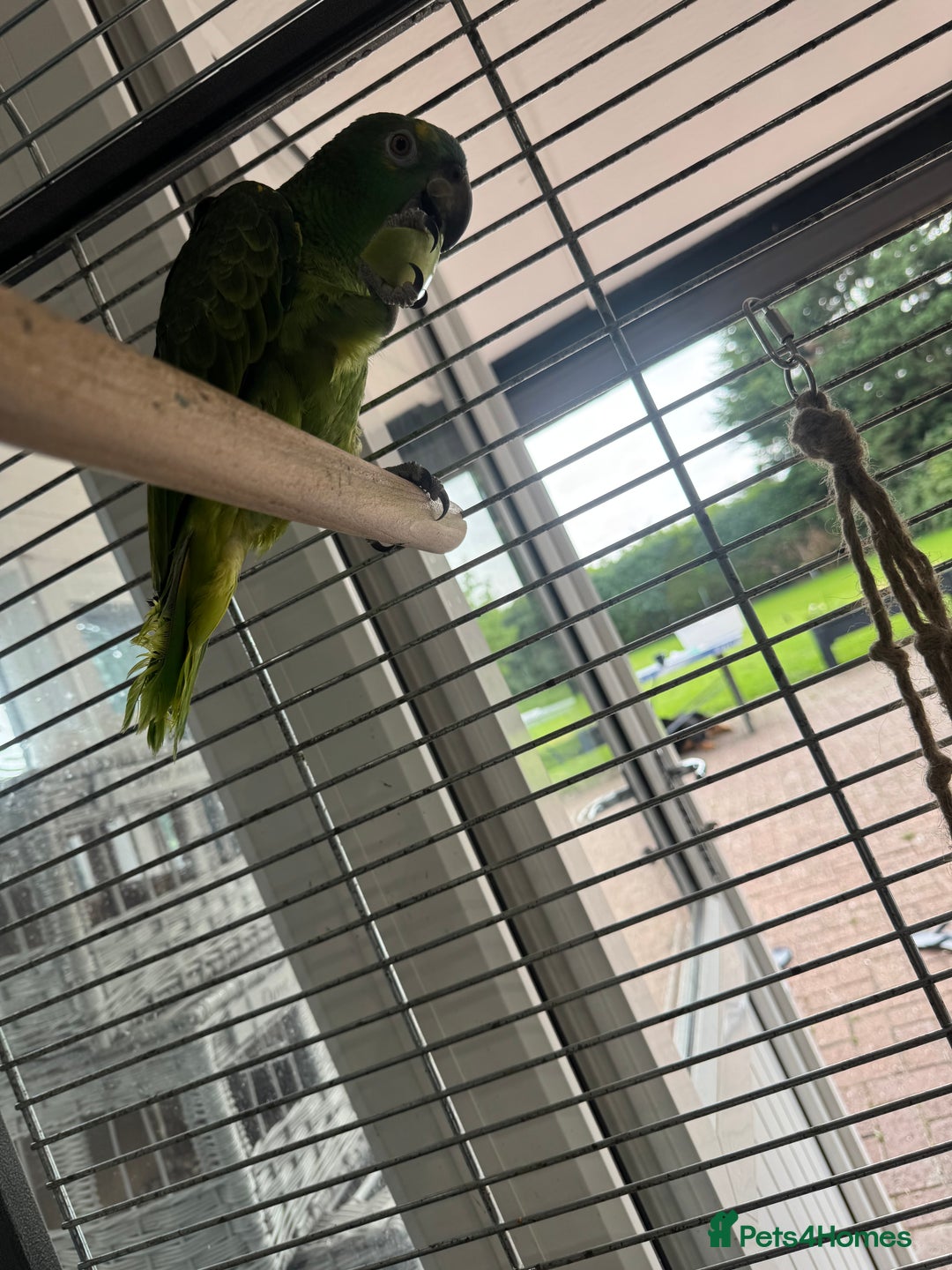 Parrots birds for sale: Blue fronted Amazon  - Image 5