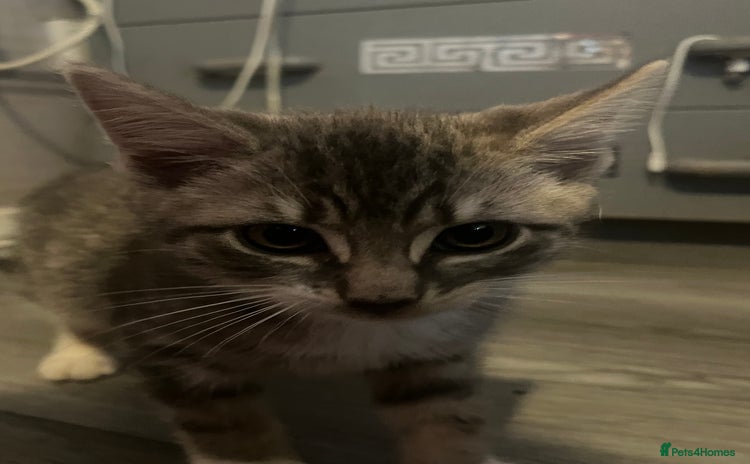 Mixed Breed cats - Advert 8