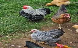 Chickens poultry for sale: Hybrids and bantams for sale - Image 8