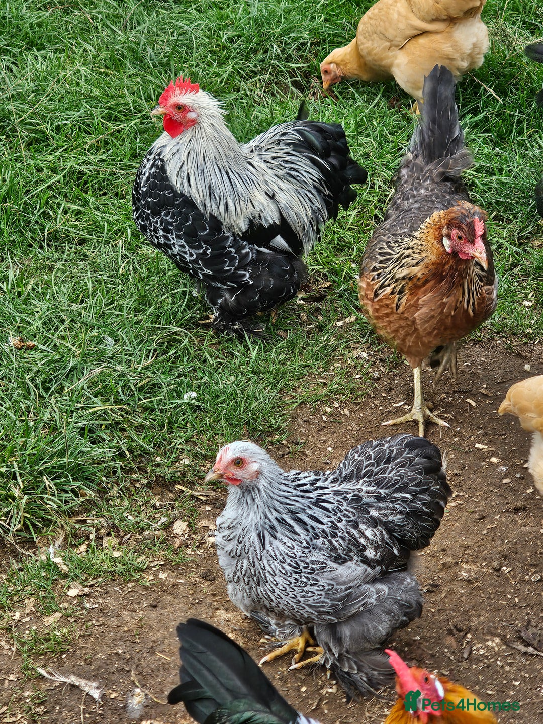 Chickens poultry for sale: Hybrids and bantams for sale - Image 8