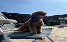 Miniature Poodle dogs for stud: KC TOY CHOCOLATE PHANTOM POODLE in Willenhall - Image 4