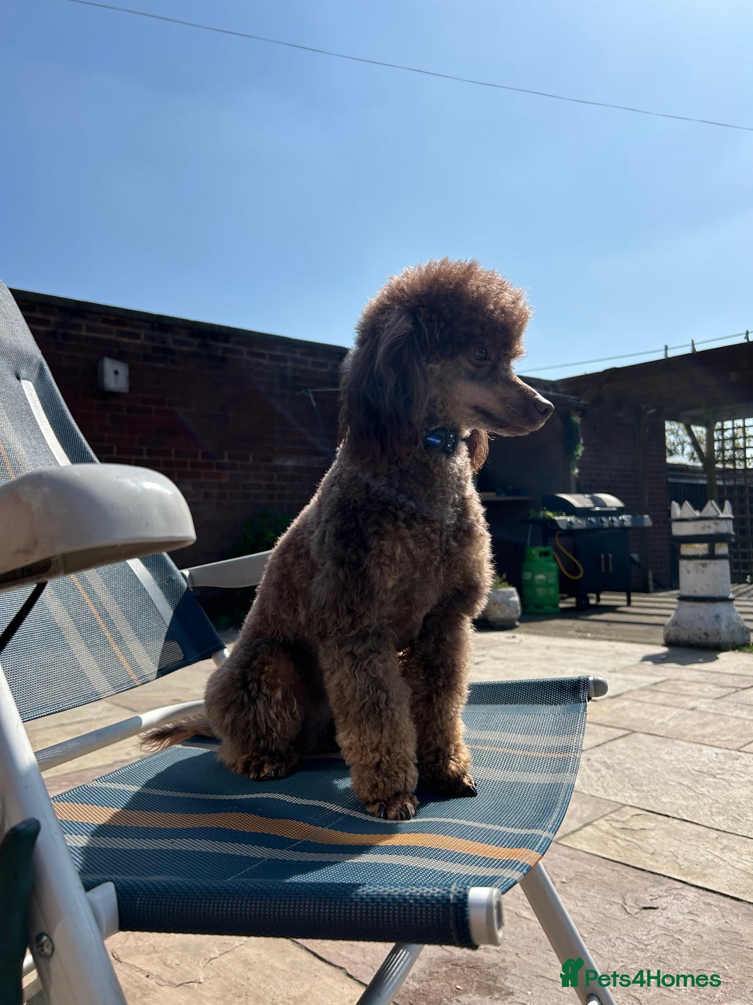 Miniature Poodle dogs for stud: KC TOY CHOCOLATE PHANTOM POODLE in Willenhall - Image 4