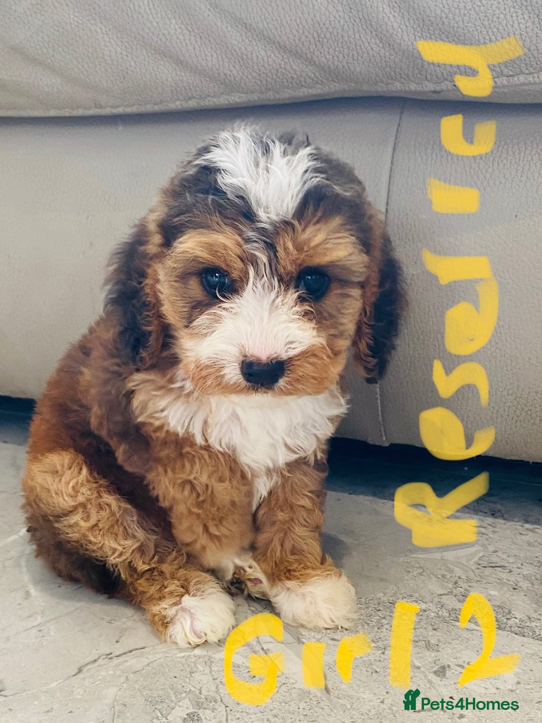 Cockapoo dogs for sale: (F1 show cockapoos (PRA CLEAR) - Image 9