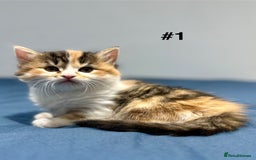 Mixed Breed cats for sale: 4 fluffy girls - Image 4