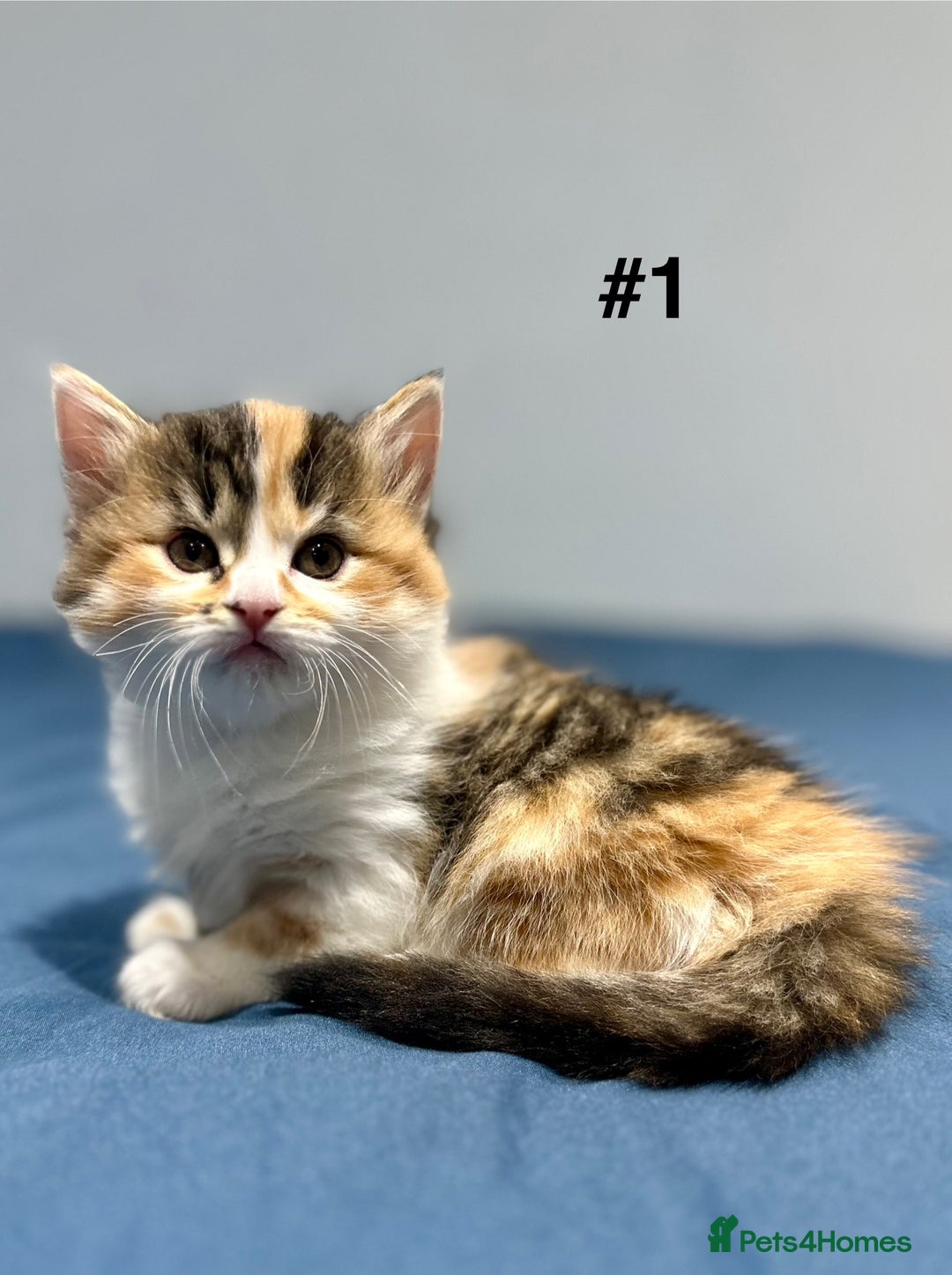 Mixed Breed cats for sale: 4 fluffy girls - Image 4