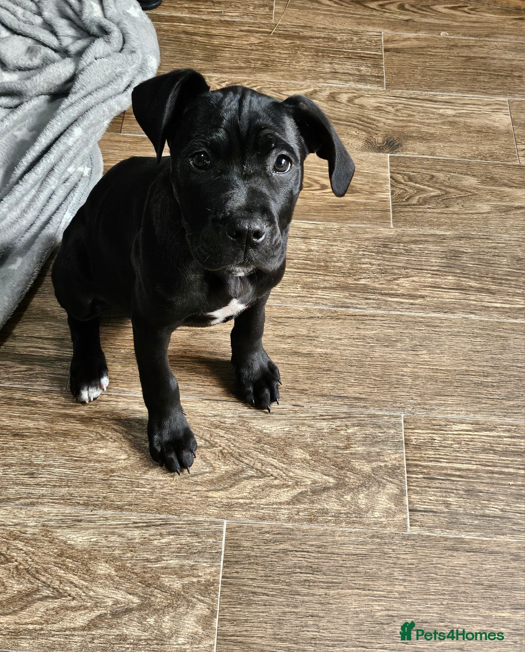 Cane Corso dogs for sale:  Cane corso puppies in Sheffield - Image 6