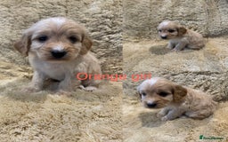 Cockapoo dogs for sale: Beautiful f1b cockapoo puppys  - Image 4