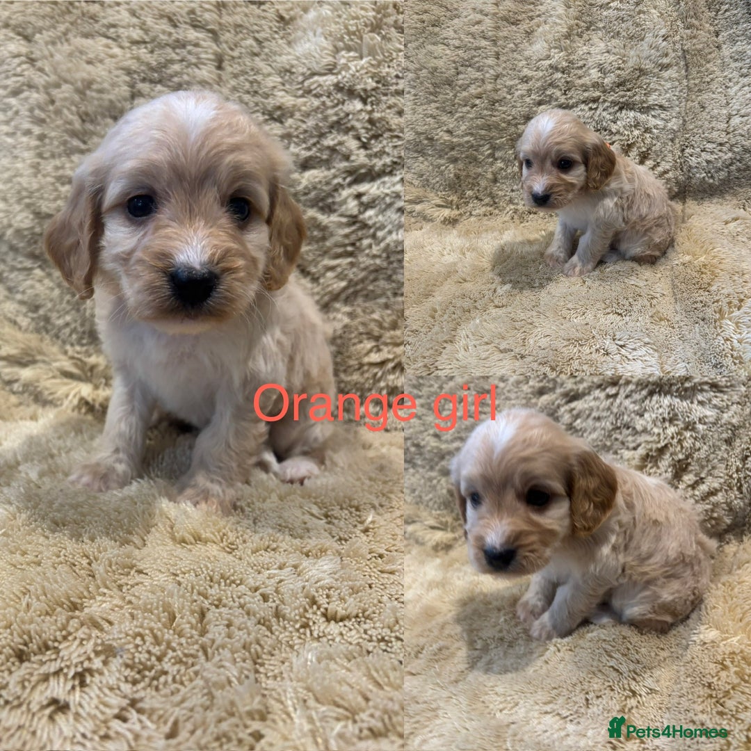 Cockapoo dogs for sale: Beautiful f1b cockapoo puppys  - Image 4