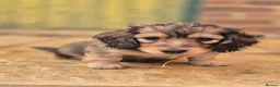 Miniature Dachshund dogs for sale: Miniature long haired Dachshund puppies - Advert 7