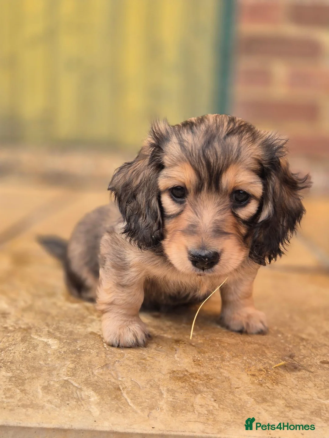 Miniature Dachshund dogs for sale: Miniature long haired Dachshund puppies - Advert 7