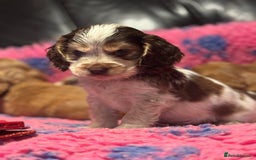 Cocker Spaniel dogs for sale: Outstanding of top quality show type puppies 🌈🐶 - Advert 19