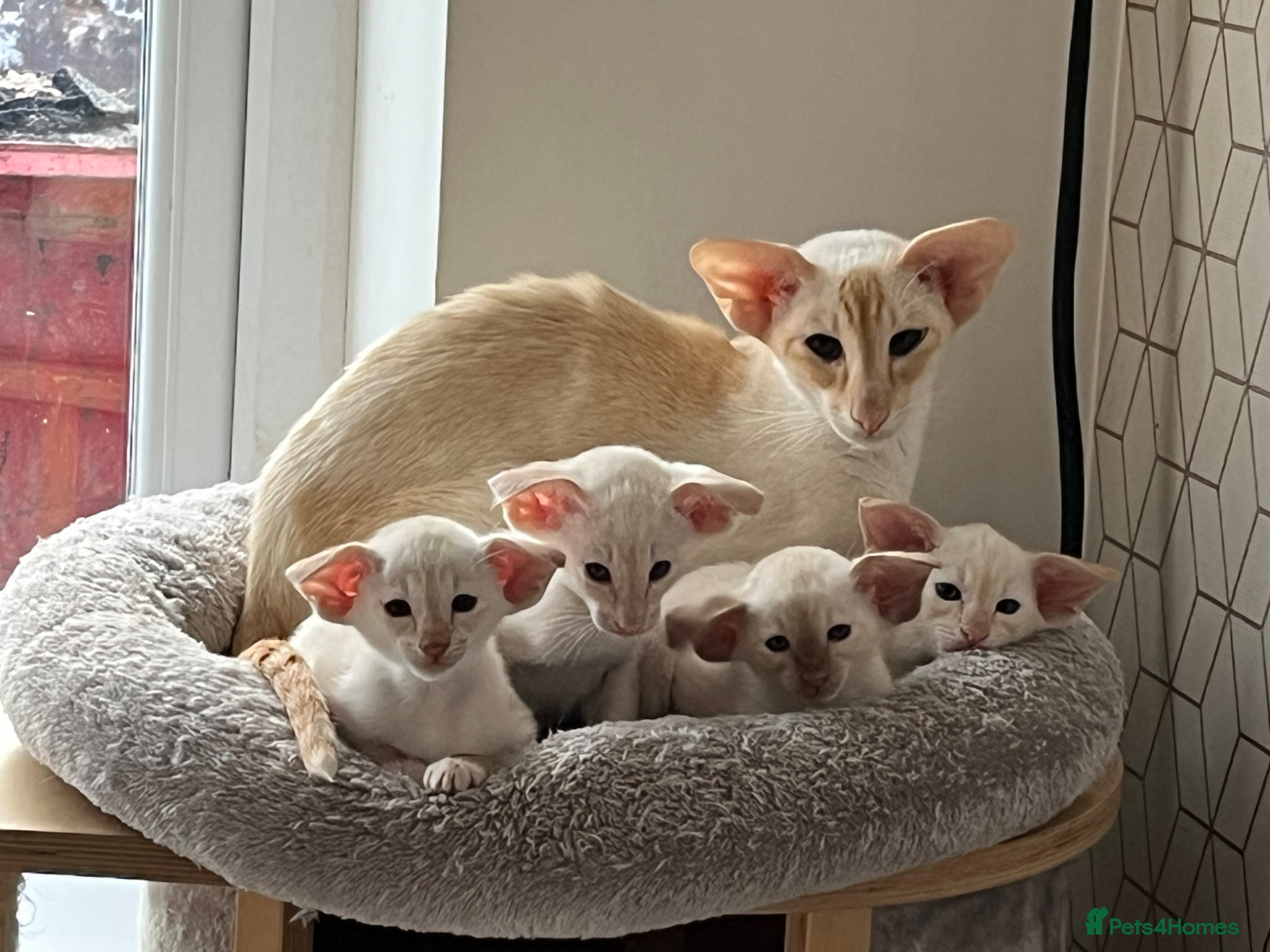 Siamese cats Red point Siamese kitten gccf registered  - Advert 2