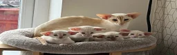 Siamese cats for sale: Red point Siamese kitten gccf registered  - Advert 1