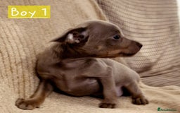 Russian Toy Terrier dogs for sale: Pure blood Russian Toy smooth and long haired - Image 3