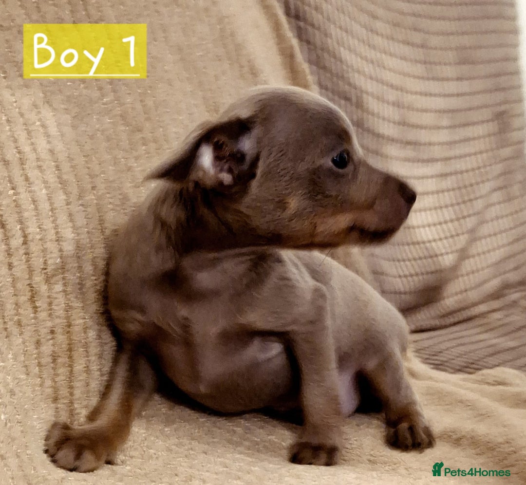 Russian Toy Terrier dogs for sale: Pure blood Russian Toy smooth and long haired - Image 3